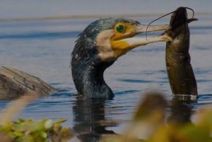 Vanuit Delhi, Agra of Jaipur: tour naar het vogelreservaat Bharatpur