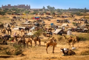 Fra Delhi: 2-dages tur til Ajmer og Pushkar med bil og guide