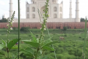 From Delhi: Taj Mahal Sunrise & Agra Fort Private Tour
