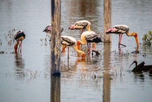 Au départ de Delhi : excursion d'une journée au sanctuaire ornithologique de Bharatpur