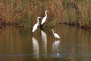 Au départ de Delhi : excursion d'une journée au sanctuaire ornithologique de Bharatpur