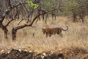 From Delhi: Delhi Ranthambore 3 Days private Tour