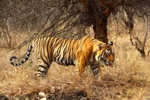 From Delhi: Delhi Ranthambore 3 Days private Tour