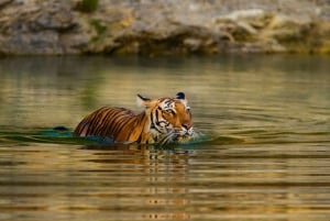 From Delhi: Delhi Ranthambore 3 Days private Tour