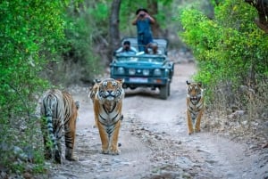 From Delhi: Delhi Ranthambore 3 Days private Tour