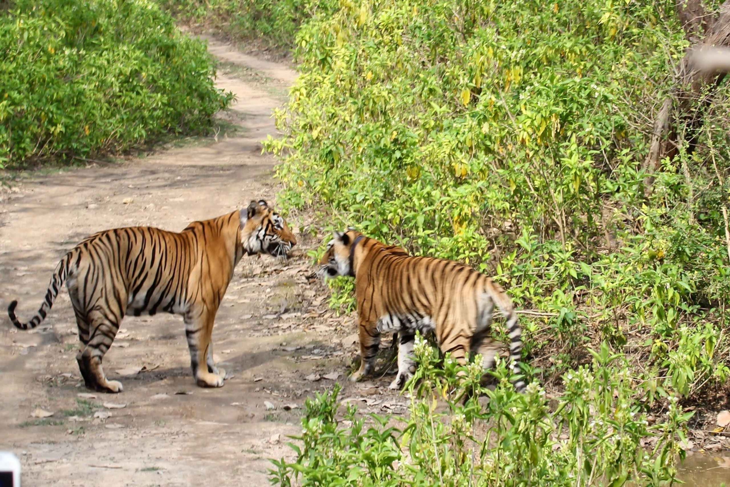 Desde Delhi: Excursión de 3 días a Delhi Ranthambore