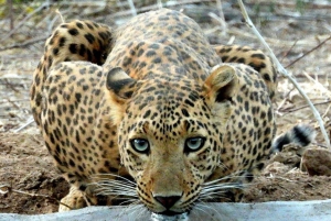 From Delhi: Full-Day Jaipur Tour with Jhalana Safari