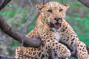 De Deli: Excursão de dia inteiro a Jaipur com Jhalana Safari