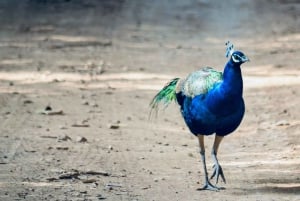 Da Delhi: viaggio di più giorni nel Triangolo d'Oro con safari tra le tigri