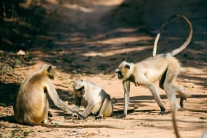 Ab Delhi: Mehrtägige Tour zum Goldenen Dreieck mit Tiger-Safari