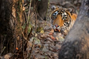 Von Delhi: Goldenes Dreieck & Ranthambore Tiger Safari 4 Tage