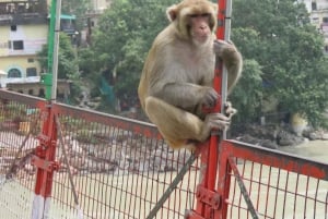 Von Delhi: Goldenes Dreieck-Tour mit Rishikesh + Jim Corbett