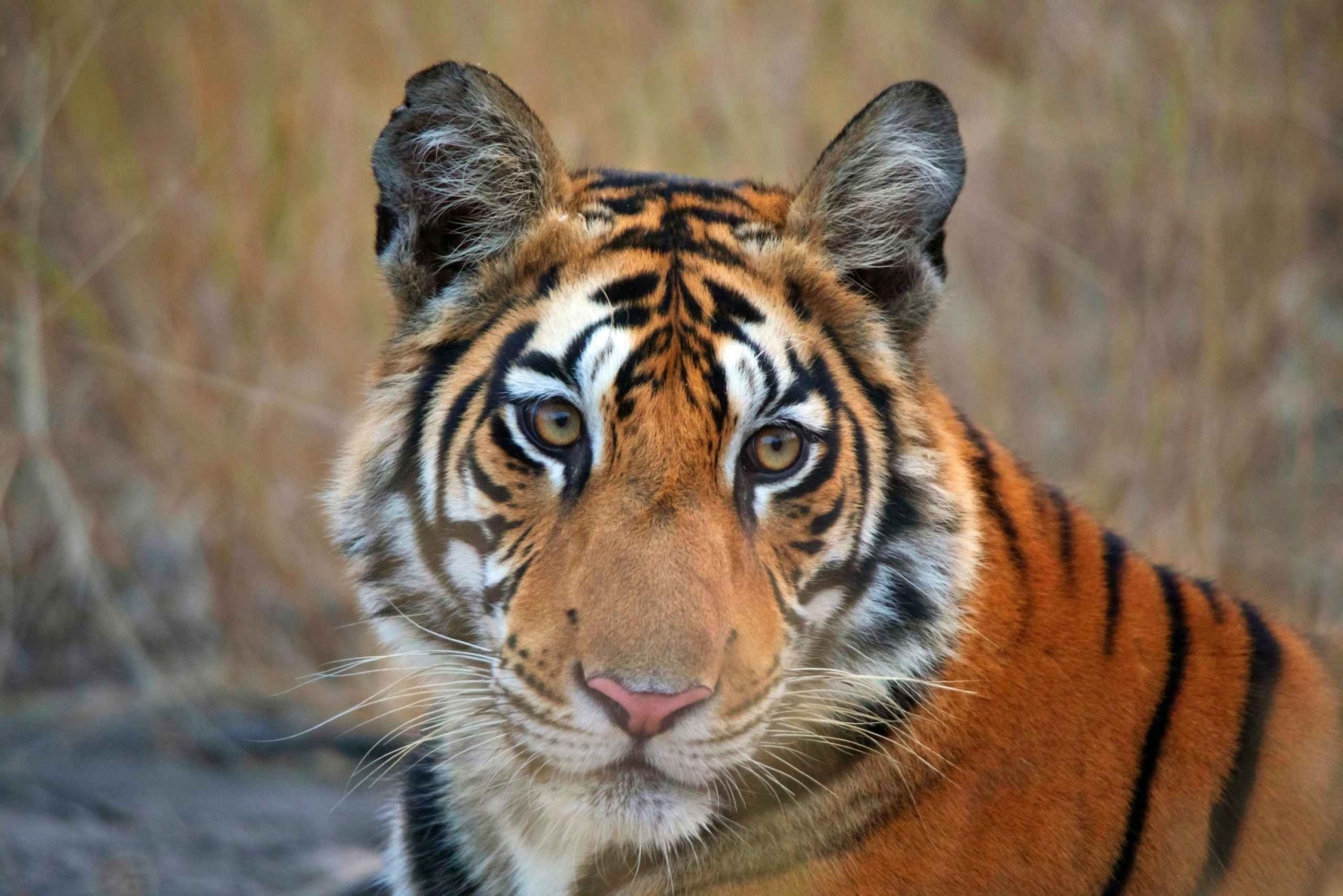Från Delhi: Gyllene triangeln med Ranthambore 5-dagars rundtur