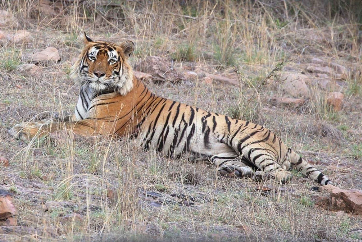 Från Delhi: Övernattning på Ranthambore tigersafari