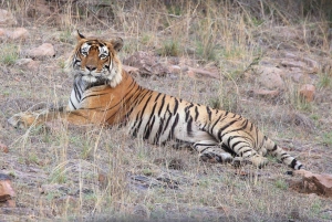 Från Delhi: Övernattning på Ranthambore tigersafari
