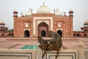 Desde Delhi: Tour privado de 3 días a Delhi, Agra y Jaipur