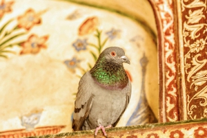 Desde Delhi: Viaje privado de 8 días a Rajastán con hoteles