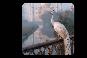 From Delhi: Private Taj Mahal and Agra City Tour by Suv Car