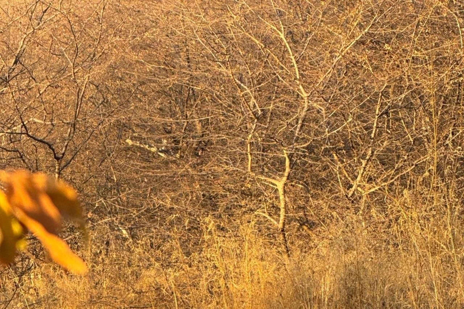 Vanuit Delhi: Ranthambore, Jaipur en Jhalana 3-daagse dagtrip