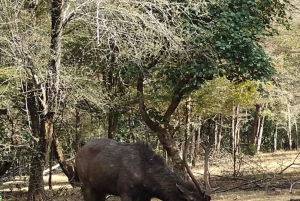 Vanuit Delhi: Ranthambore, Jaipur en Jhalana 3-daagse dagtrip