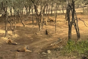 Vanuit Delhi: Ranthambore, Jaipur en Jhalana 3-daagse dagtrip