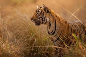 Vanuit Delhi: Ranthambore, Jaipur en Jhalana 3-daagse dagtrip