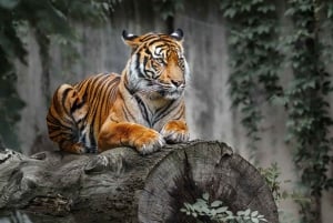 デリー発：ランタンボア国立公園日帰りサファリツアー