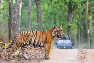 Från Delhi: Dagsutflykt till Ranthambore National Park med safari