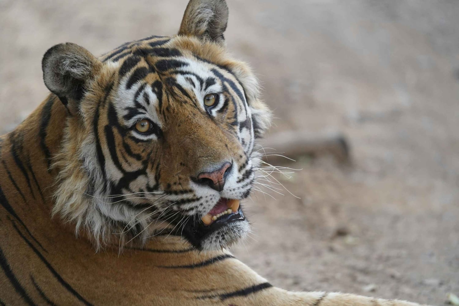 Fra Delhi: Ranthambore tigersafari med overnatting