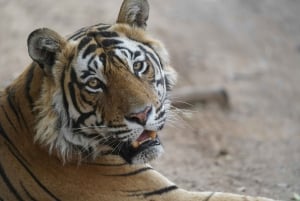 Fra Delhi: Ranthambore tigersafari med overnatting