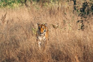Fra Delhi: Ranthambore tigersafari med overnatting