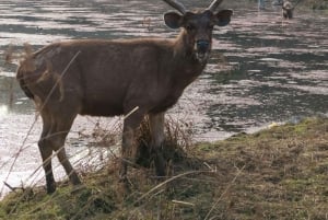 Fra Delhi: Ranthambore tigersafari med overnatting