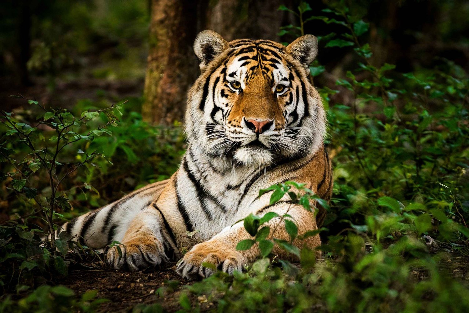 Au départ de Delhi : visite privée de 3 jours à Ranthambore (safari animalier)