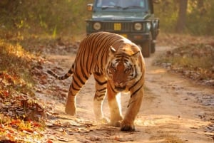Fra Delhi: Privat 3-dagers safaritur til Ranthambore Wildlife Safari