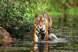 Desde Delhi: Excursión privada de 3 días a Ranthambore (safari de fauna salvaje)