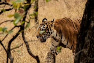 Fra Delhi: Privat 3-dages Ranthambore Wildlife Safari-tur