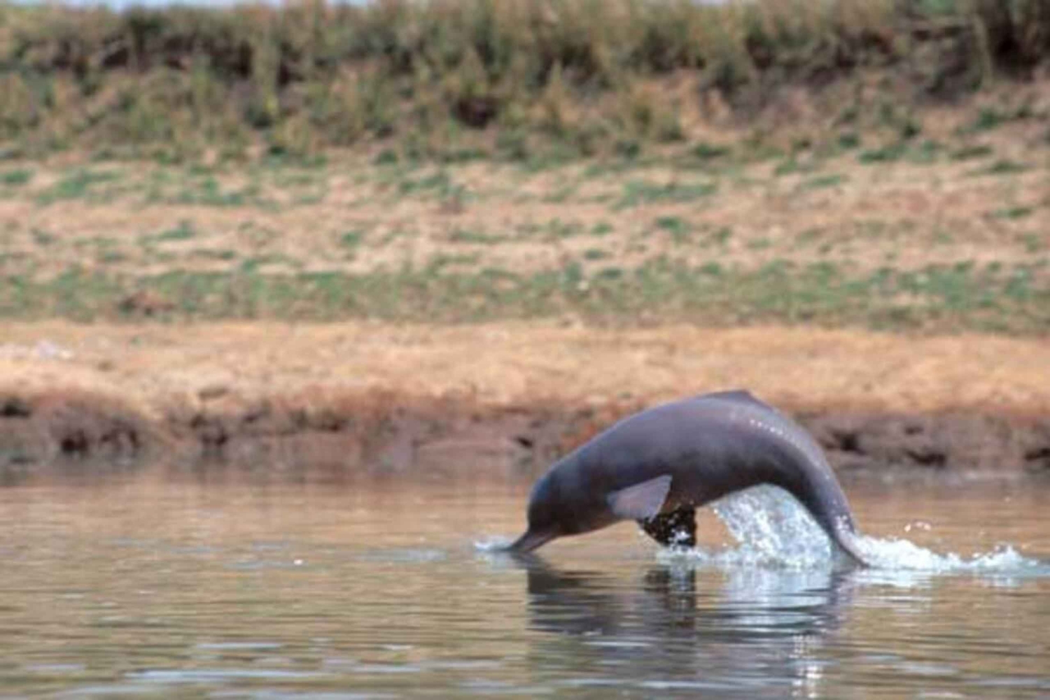 Fra Delhi: Taj Mahal-tur samme dag med Chambal Safari