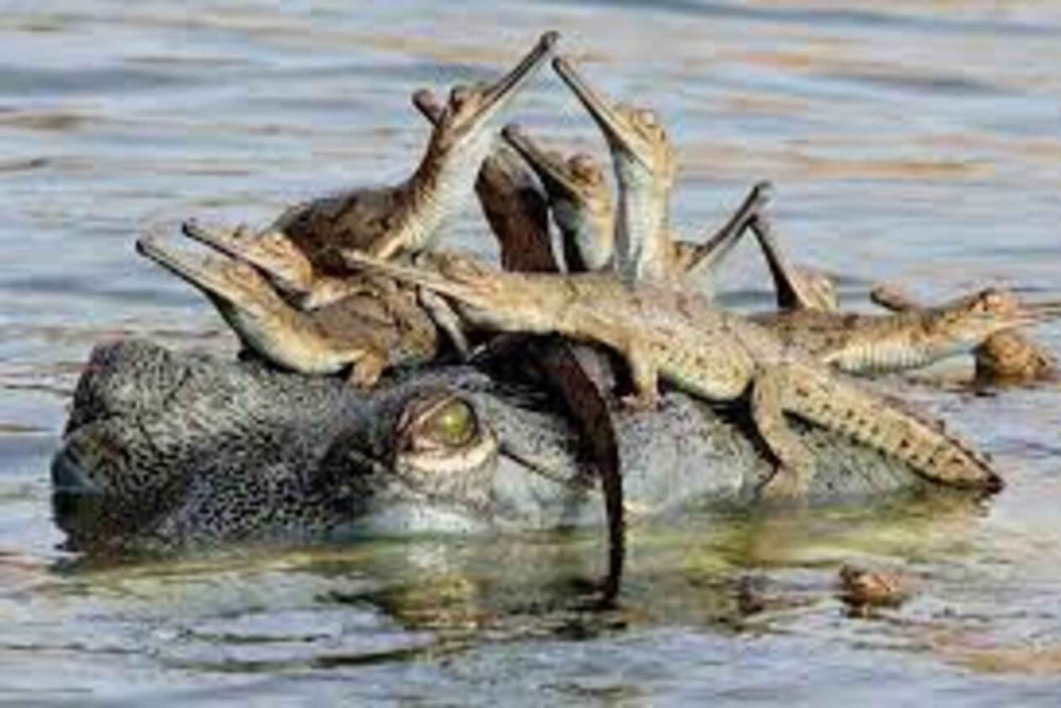 Fra Delhi: Taj Mahal-tur samme dag med Chambal Safari