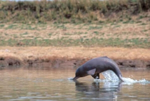 Fra Delhi: Taj Mahal-tur samme dag med Chambal Safari