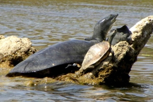 Fra Delhi: Taj Mahal-tur samme dag med Chambal Safari