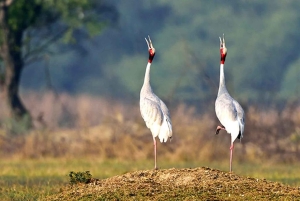 Fra Delhi: Taj Mahal-tur samme dag med Chambal Safari