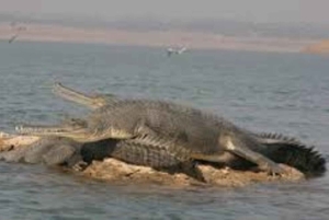 Fra Delhi: Taj Mahal-tur samme dag med Chambal Safari