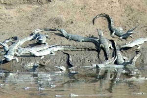 Fra Delhi: Taj Mahal-tur samme dag med Chambal Safari