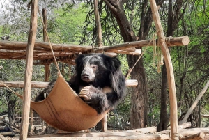 Da Delhi: Safari nella natura in giornata a Sriska e Jhalna