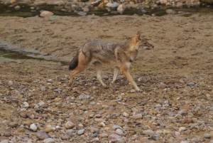 Da Delhi: Safari nella natura in giornata a Sriska e Jhalna