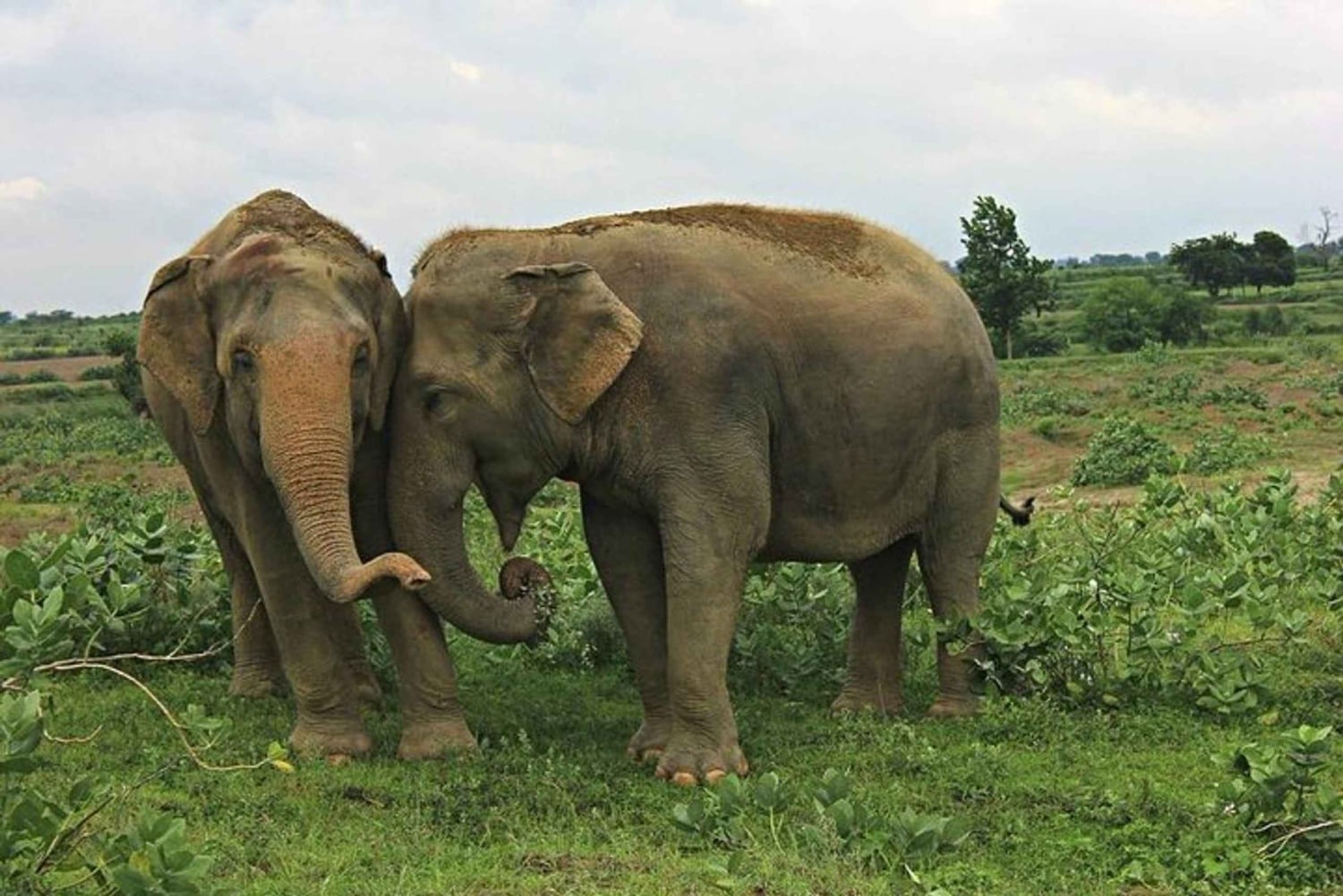 Von Delhi: Taj Mahal Sonnenaufgangstour mit Elephant SOS Center