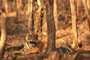 From Jaipur: 1 Day Tour To Ranthambore Tiger Reserve
