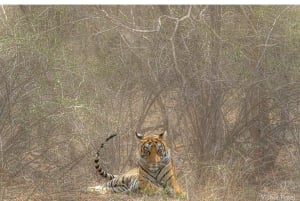 From Jaipur: 1 Day Tour To Ranthambore Tiger Reserve