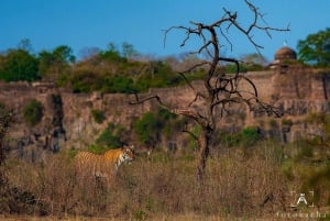 From Jaipur: 1 Day Tour To Ranthambore Tiger Reserve