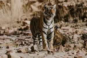 From Jaipur: 2-Day Ranthambore National Park Safari Tour